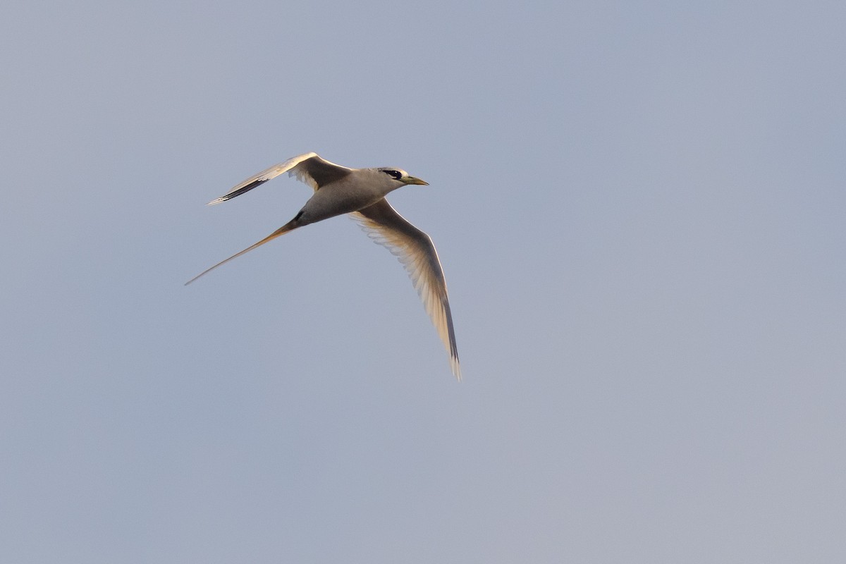 White-tailed Tropicbird - ML620232744