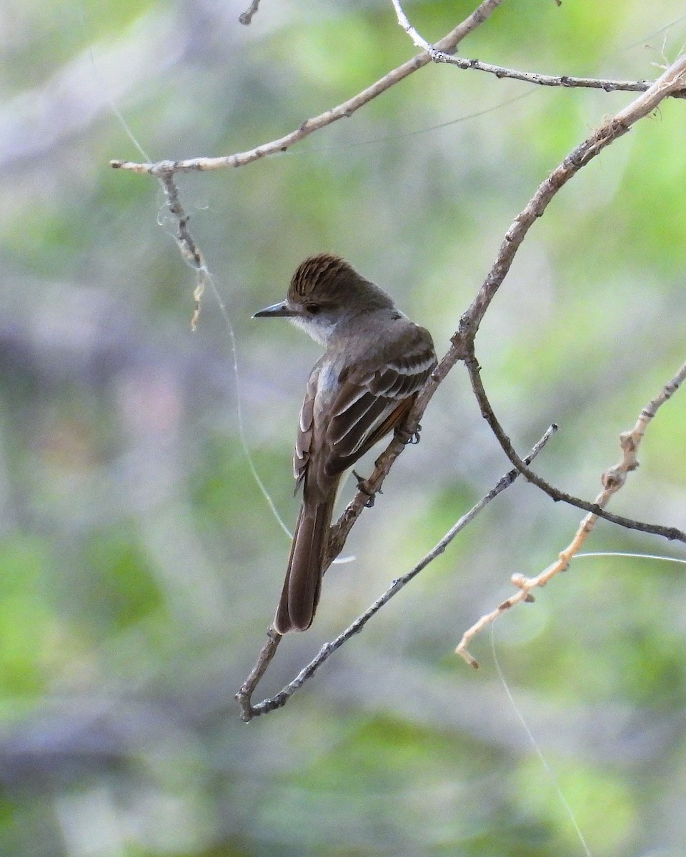 tanımsız Myiarchus sp. - ML620232751