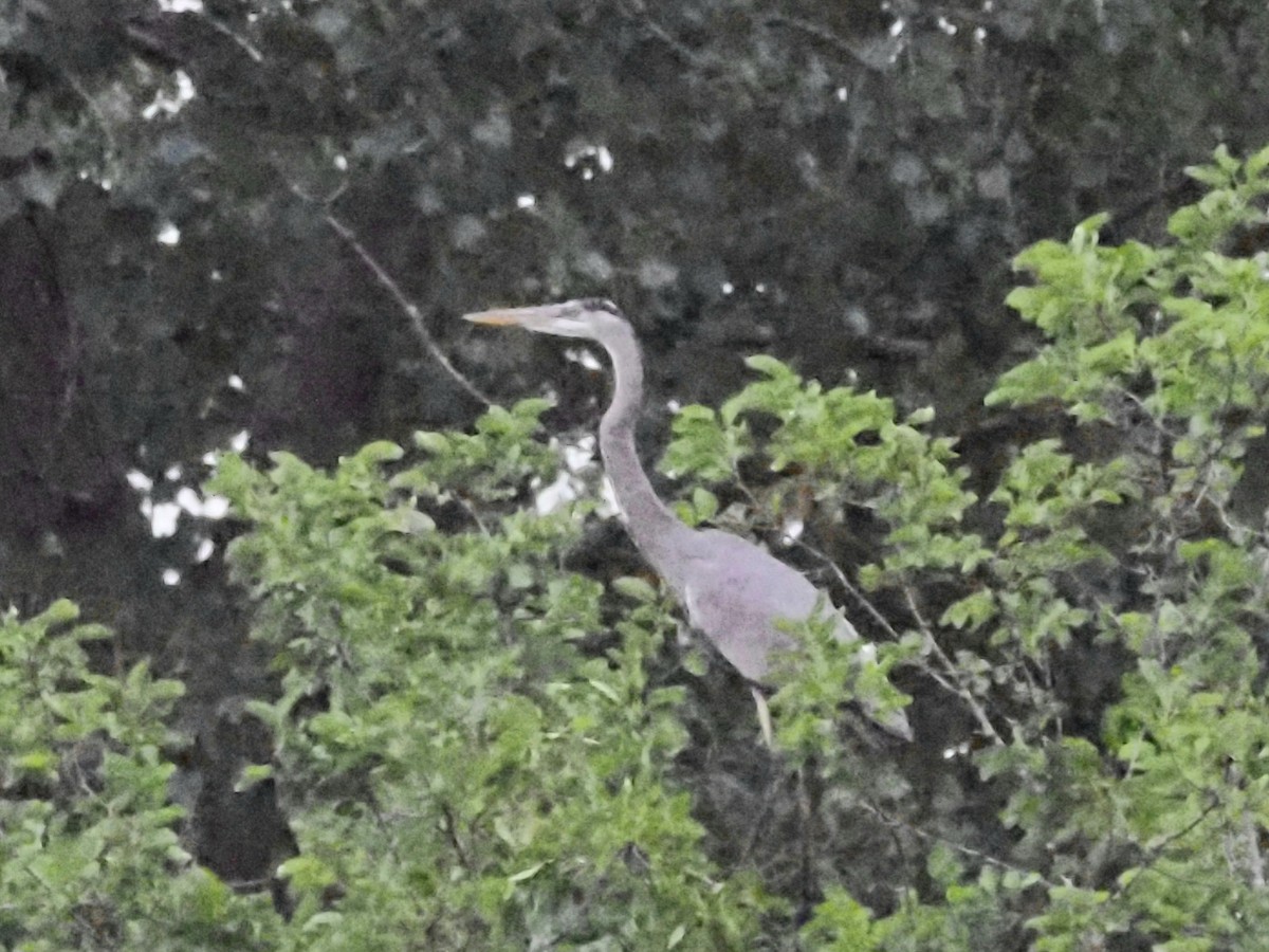 Great Blue Heron - ML620232757