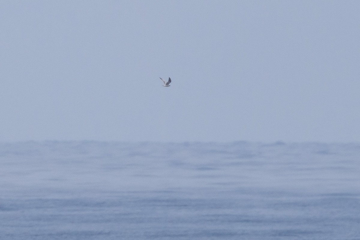 White-winged Tern - ML620232778