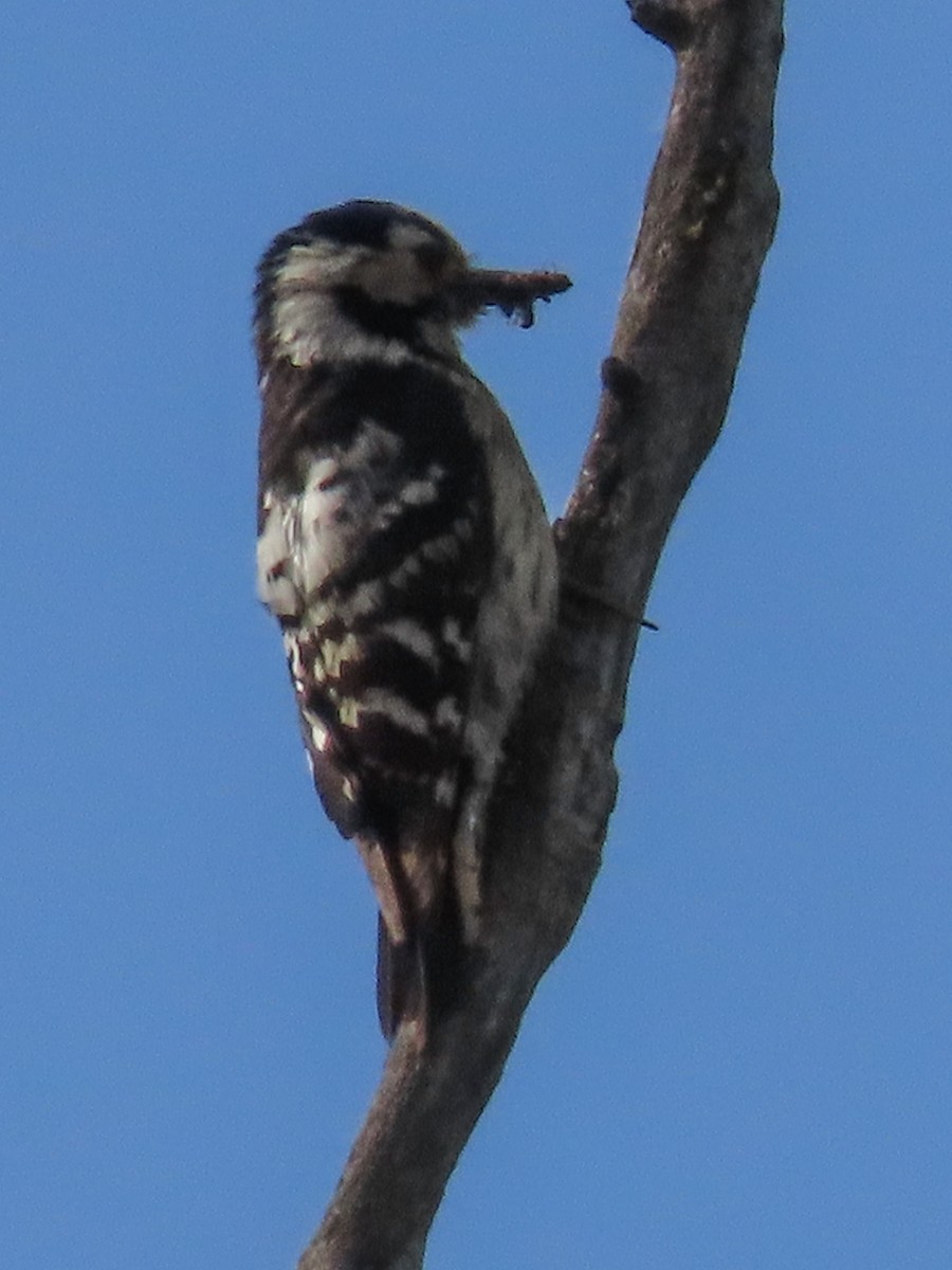 Lesser Spotted Woodpecker - ML620232779