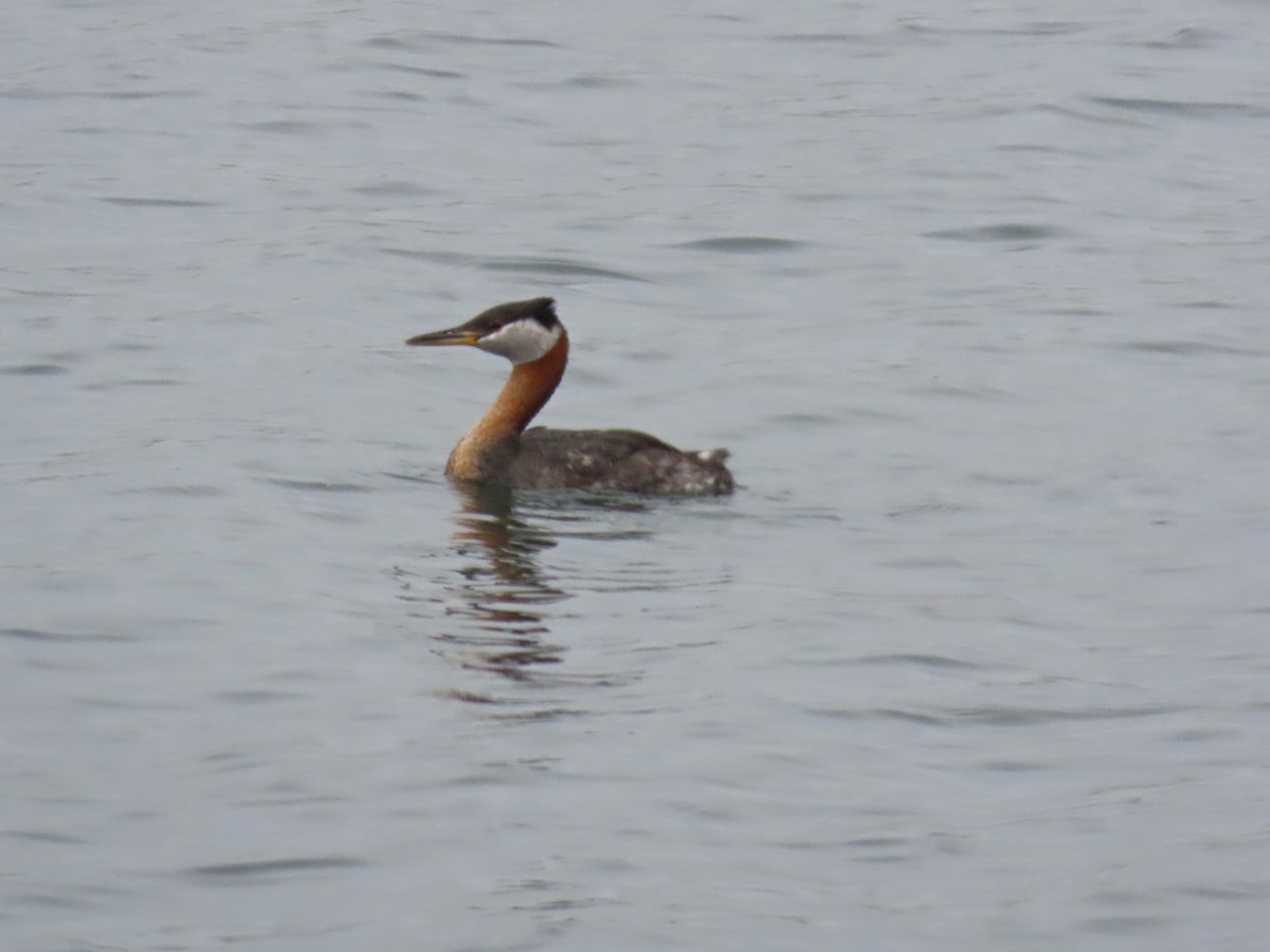 Red-necked Grebe - ML620232785