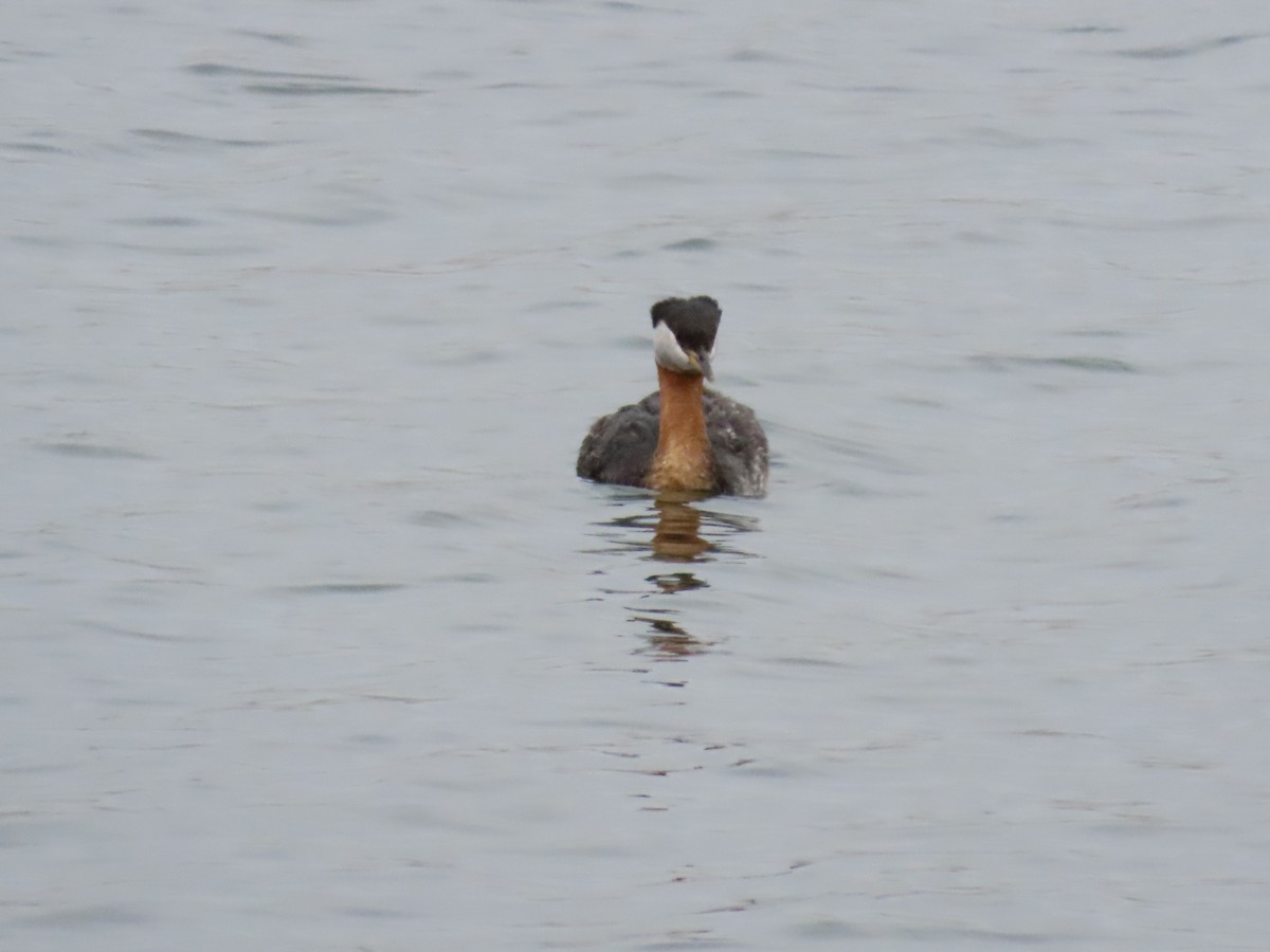 Red-necked Grebe - ML620232790