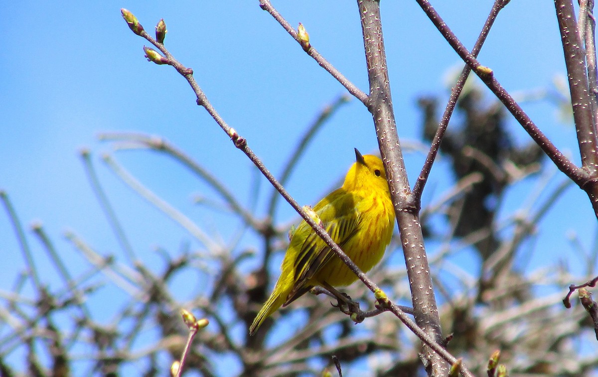 Yellow Warbler - ML620232796