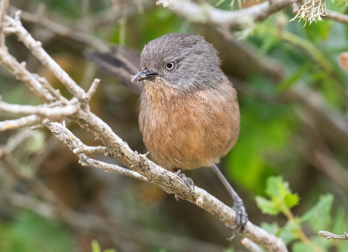 Wrentit - ML620232797