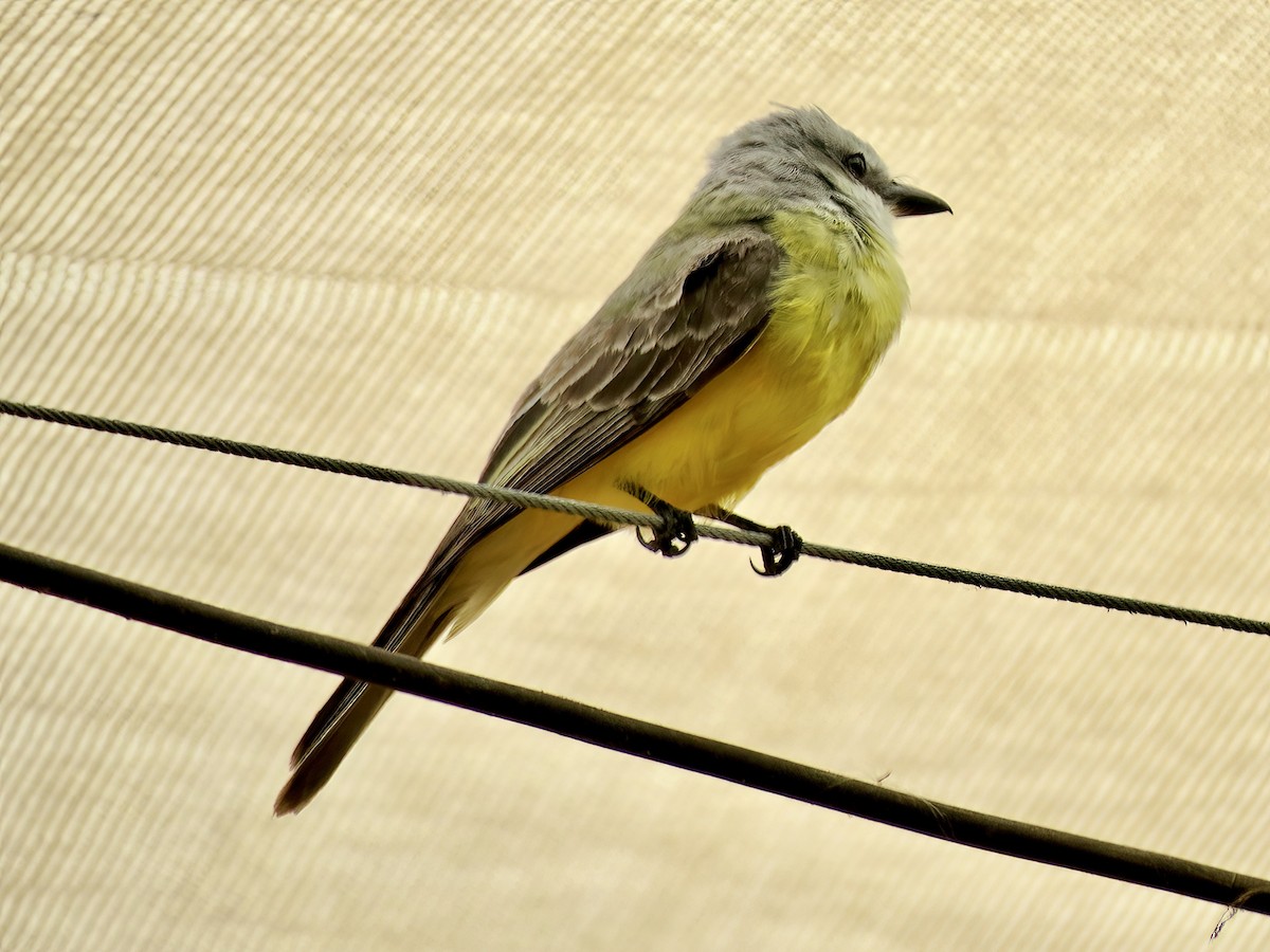 Tropical Kingbird - ML620232799