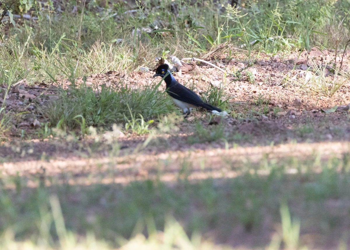 Plush-crested Jay - ML620232801