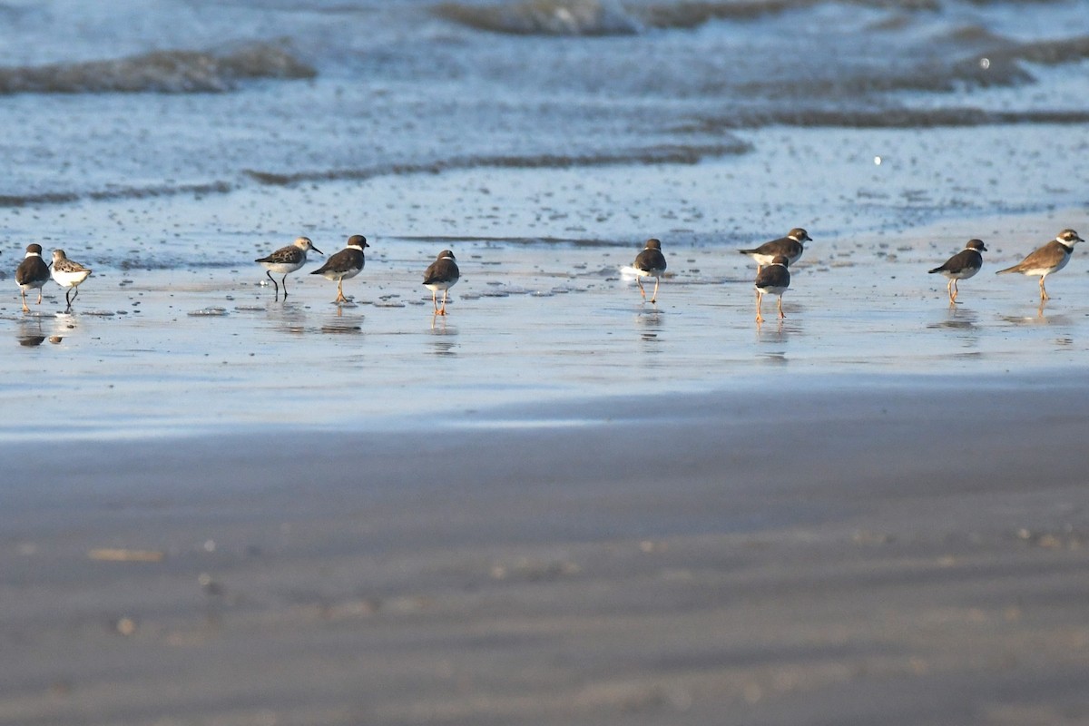 Semipalmated Plover - Bill Eisele