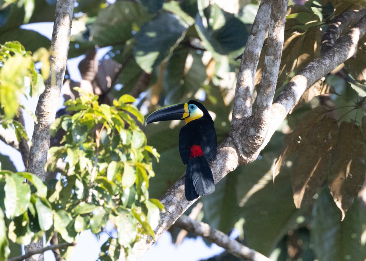 Channel-billed Toucan - Silvia Faustino Linhares