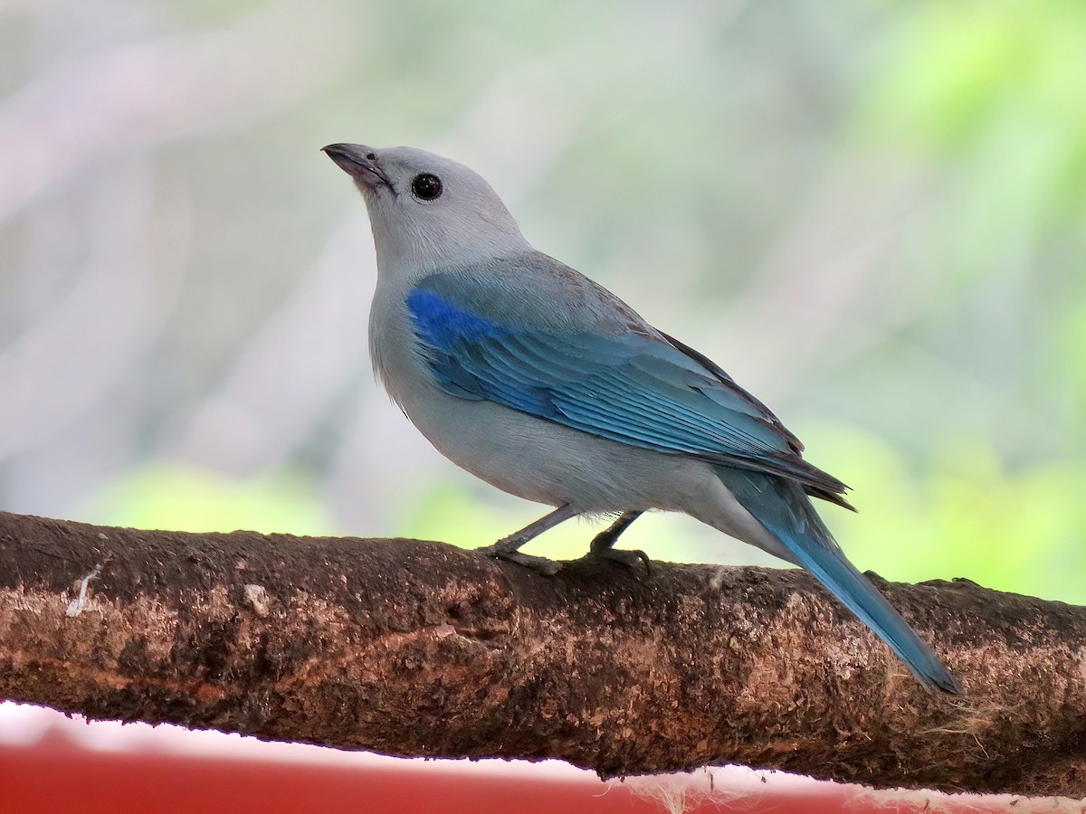 Blue-gray Tanager - ML620232817