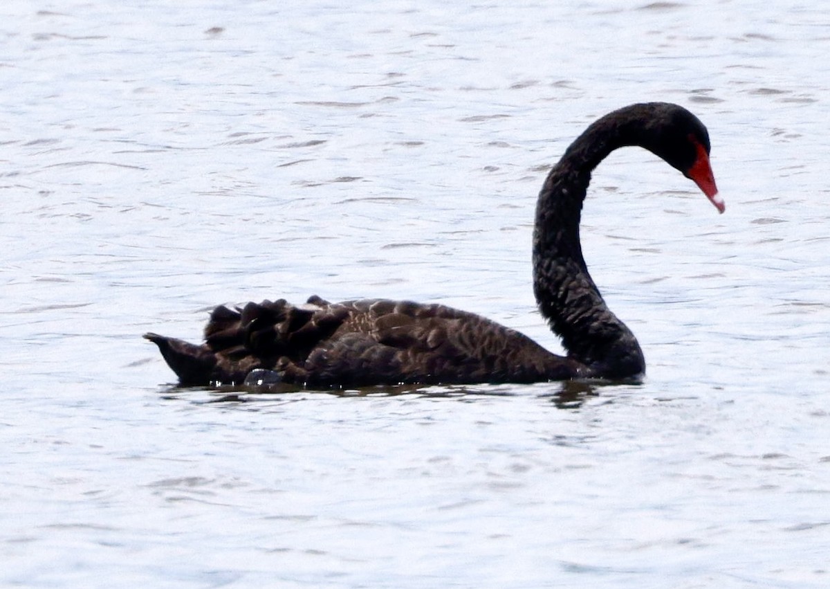 Cisne Negro - ML620232818