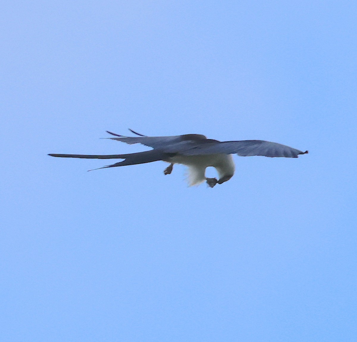 Swallow-tailed Kite - ML620232820
