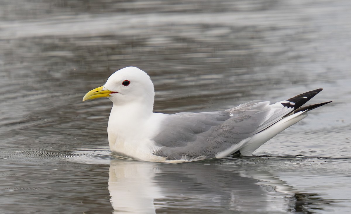 Mouette tridactyle - ML620232827