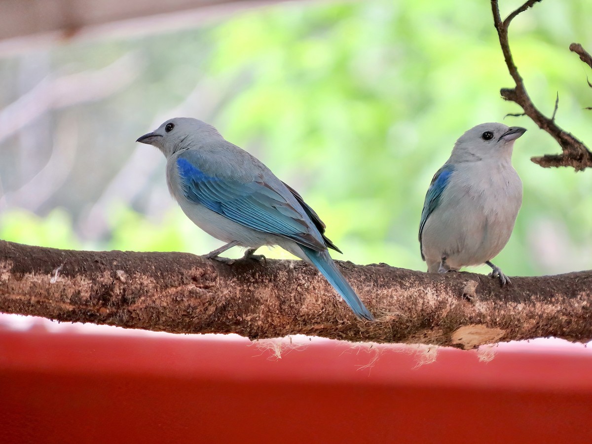 Blue-gray Tanager - ML620232831