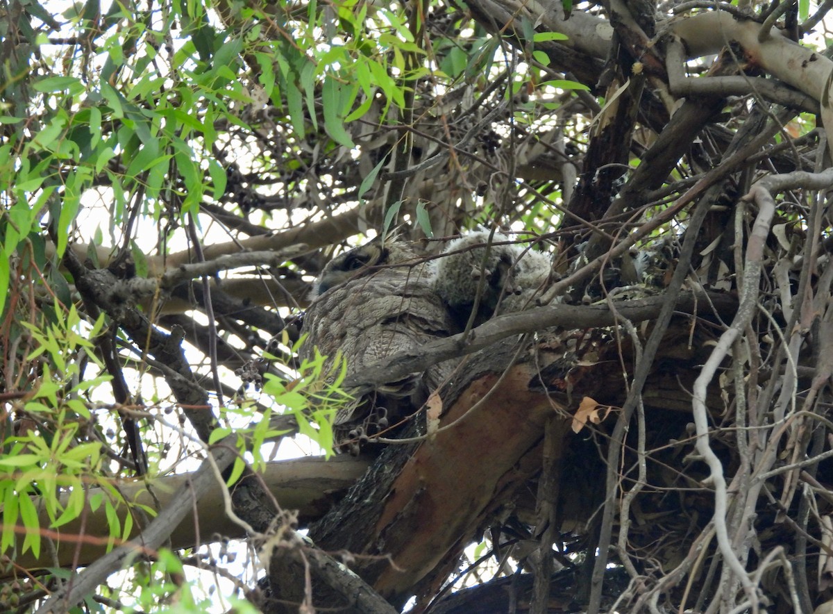 Great Horned Owl - ML620232836