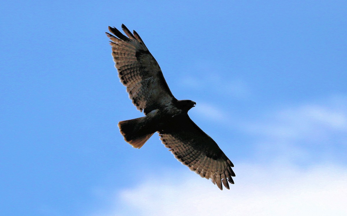 Red-tailed Hawk - ML620232845