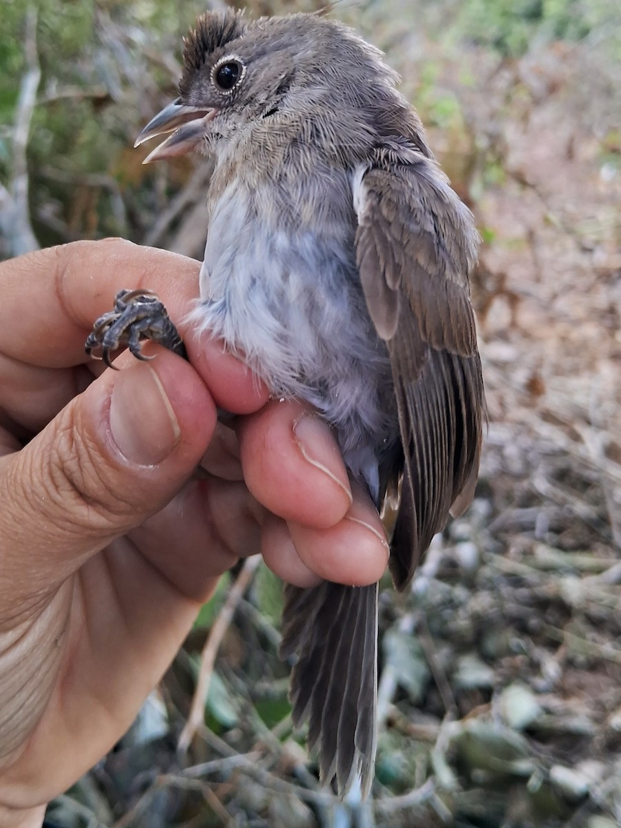 Pileated Finch - ML620232847