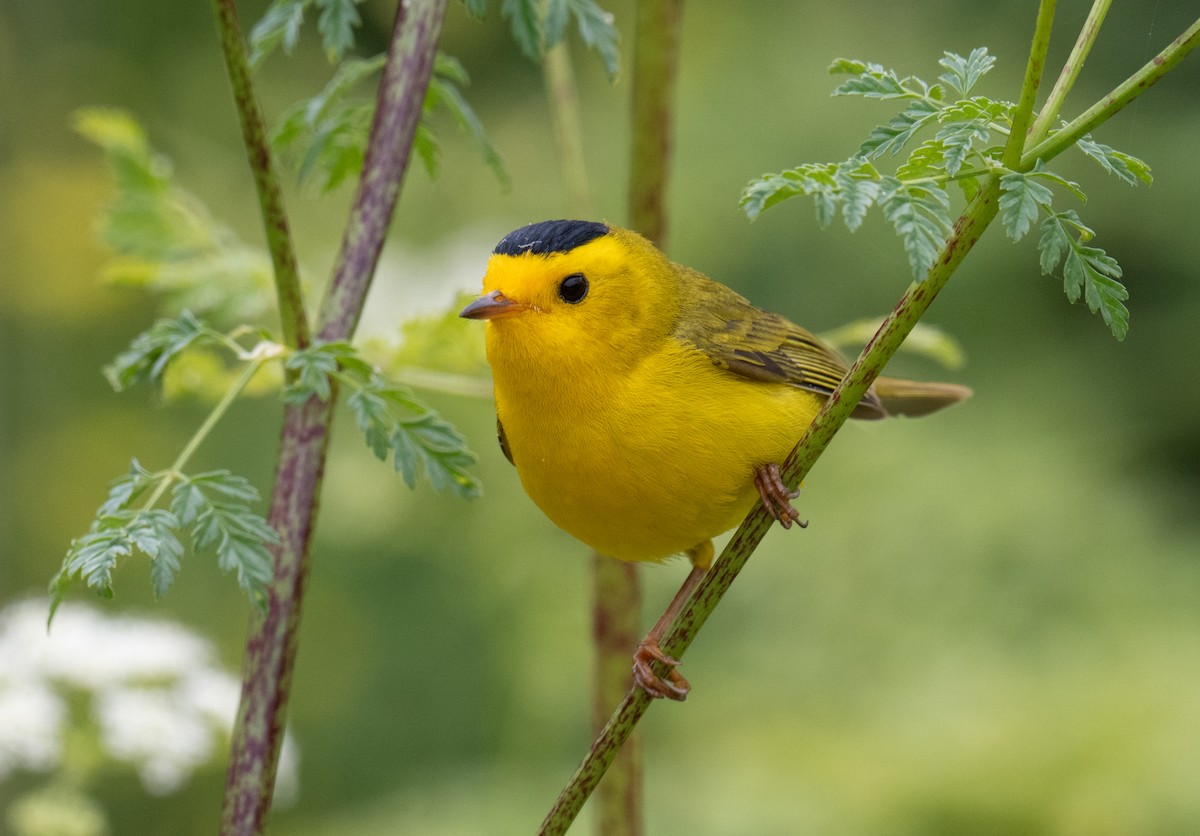 Wilson's Warbler - ML620232856