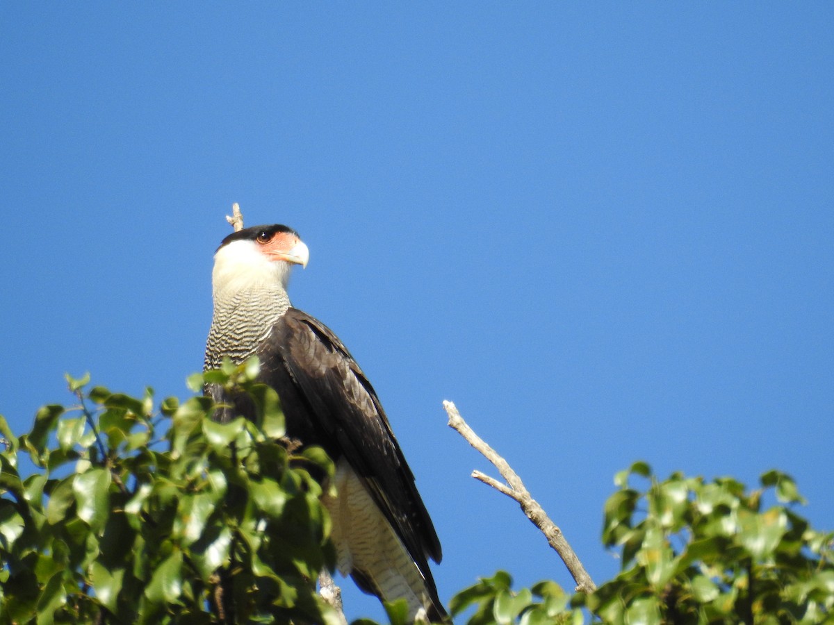 Crested Caracara - ML620232862