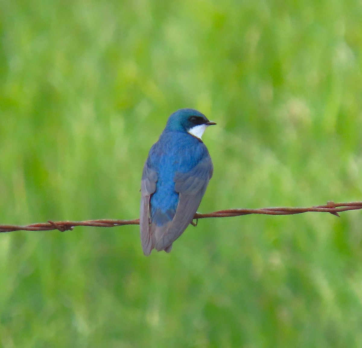 Tree Swallow - ML620232871