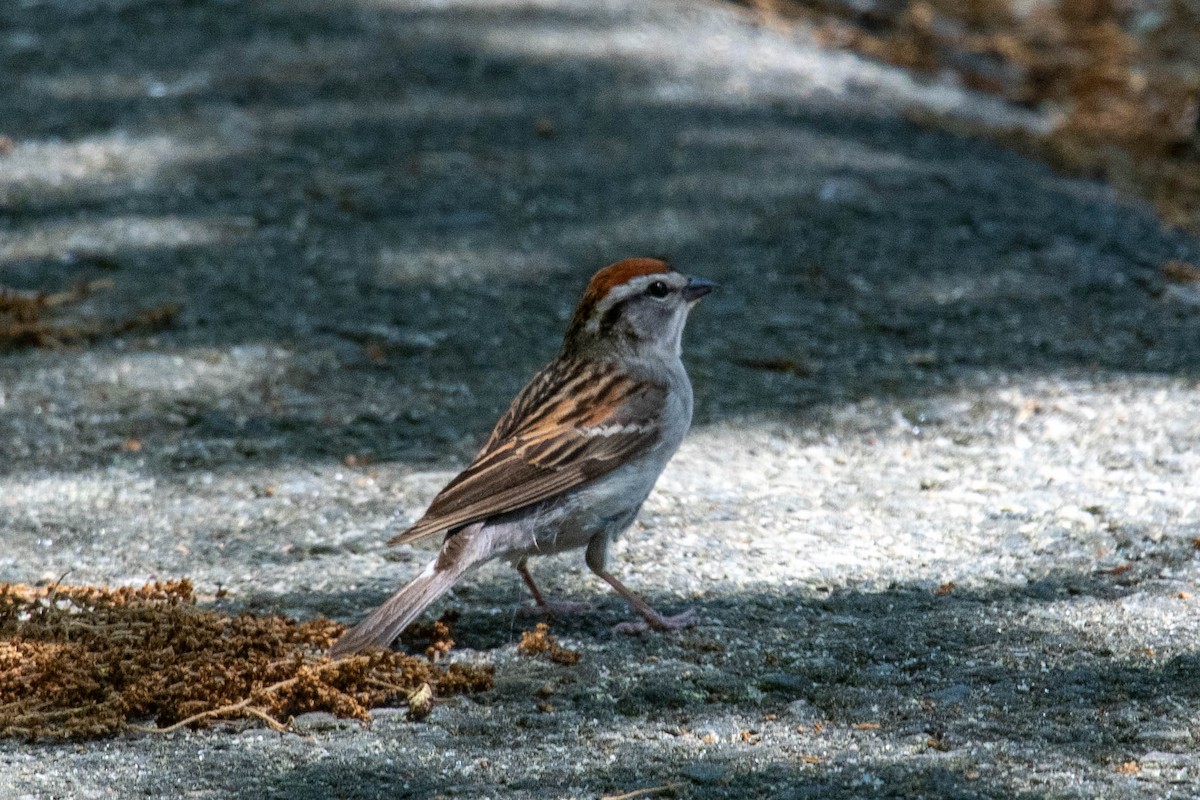 Chipping Sparrow - ML620232878