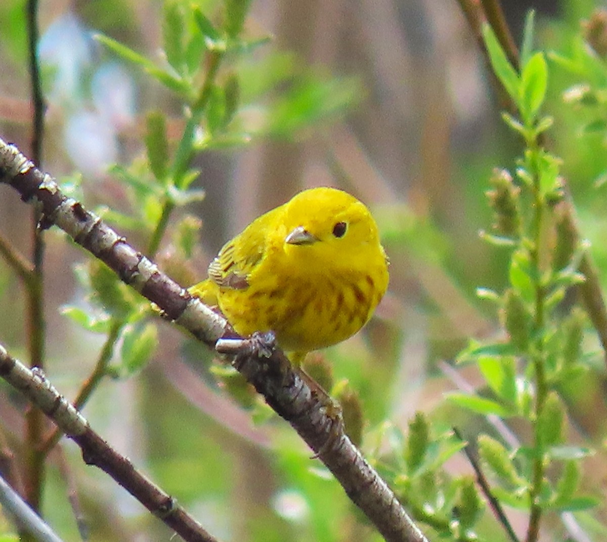 Yellow Warbler - ML620232882