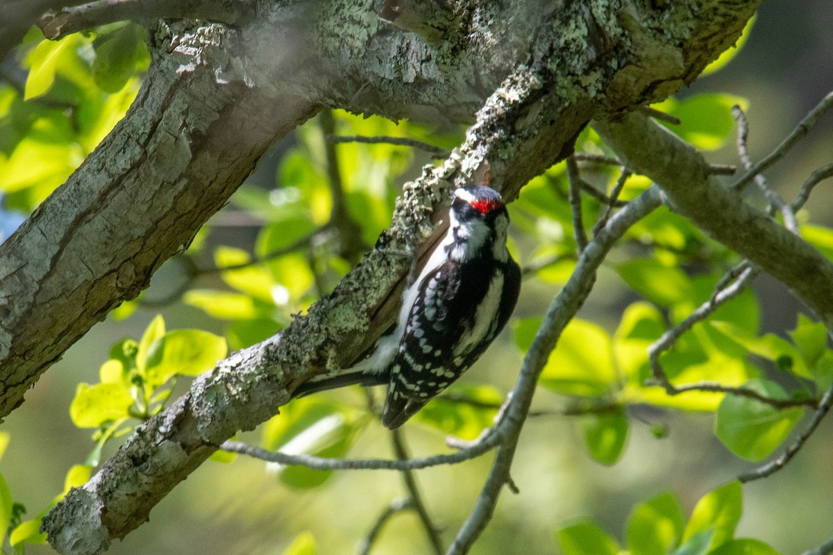 Downy Woodpecker - ML620232892