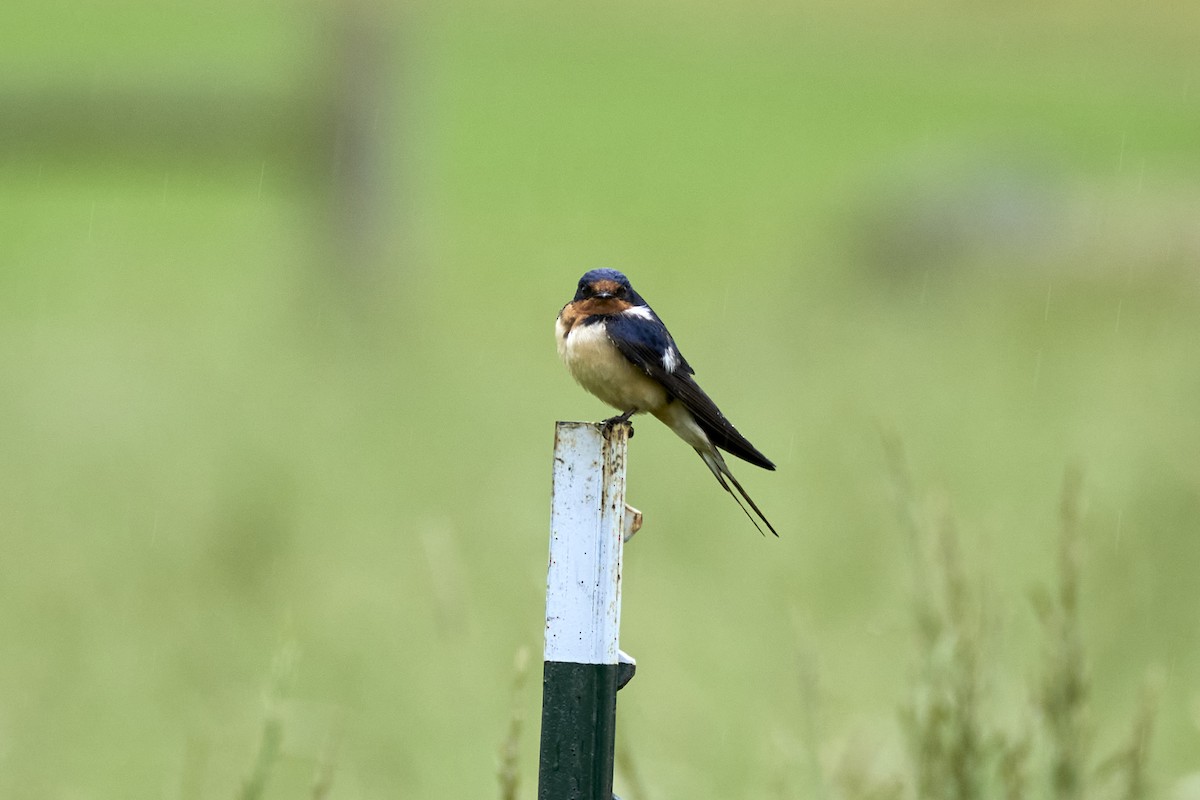 Barn Swallow (American) - ML620232894