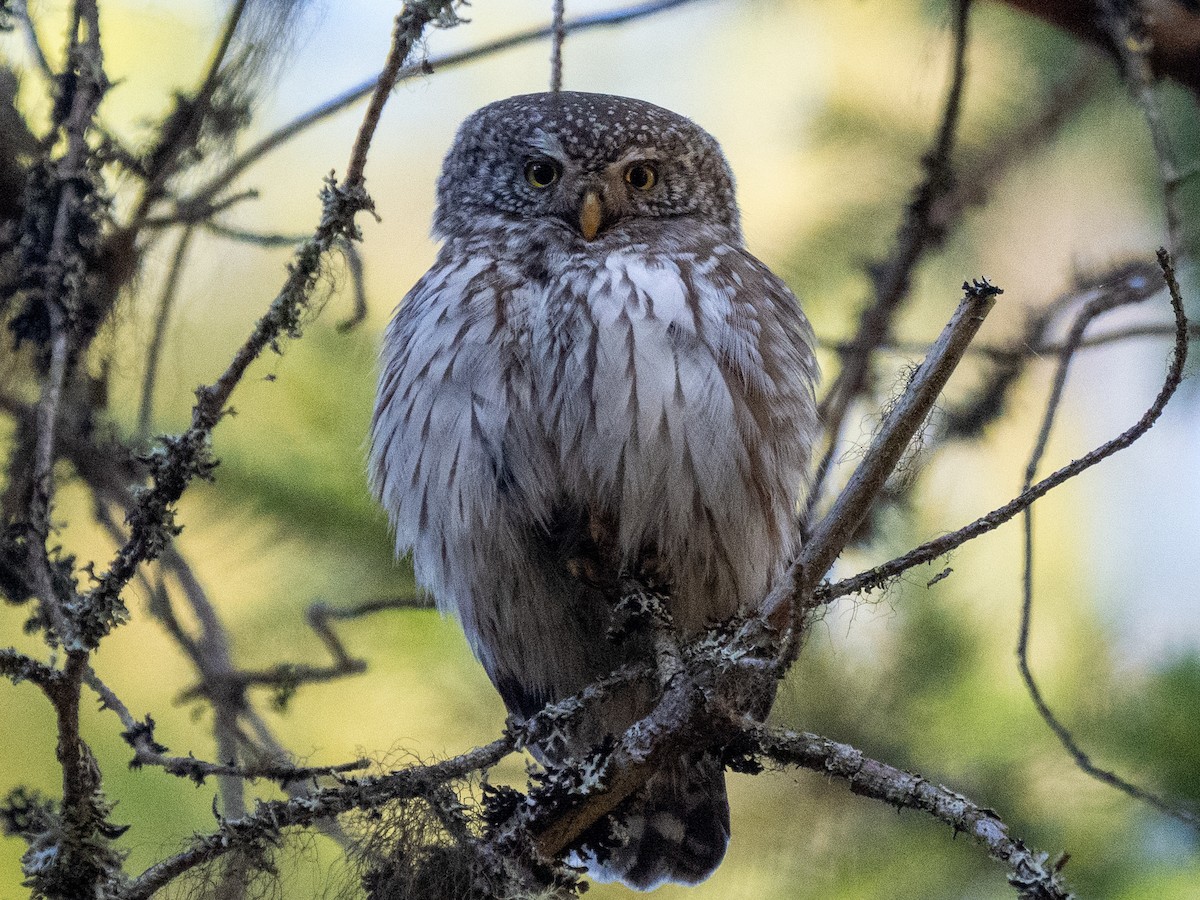 Eurasian Pygmy-Owl - ML620232904