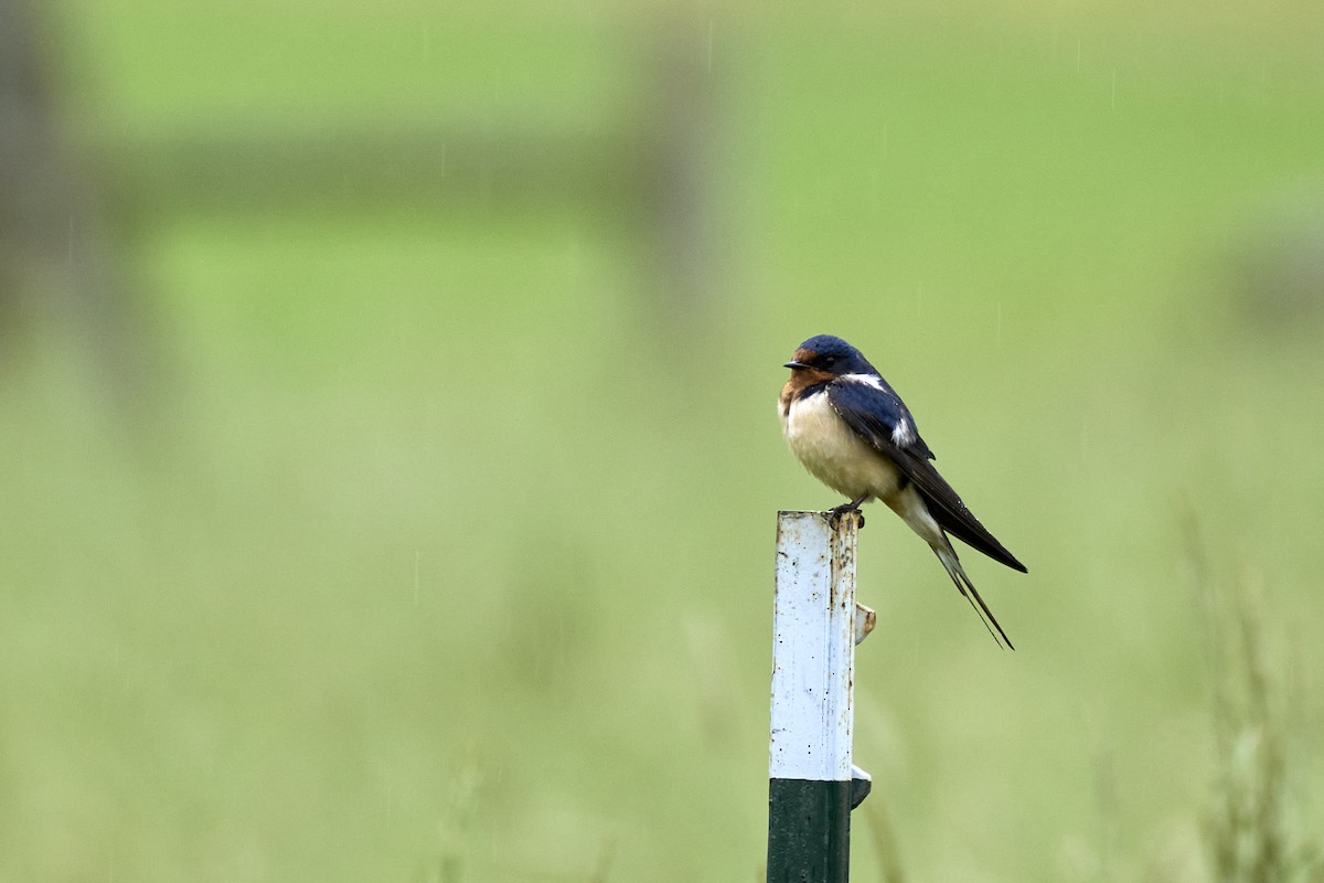 Barn Swallow (American) - ML620232905
