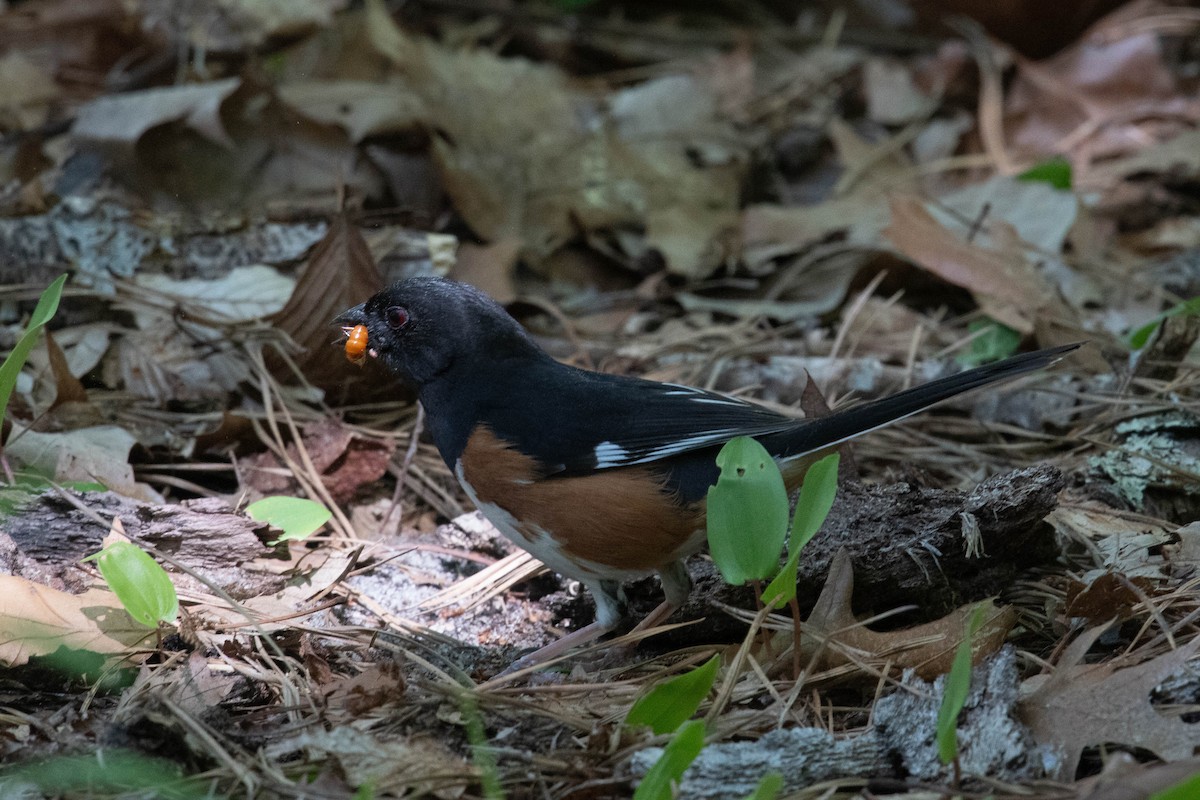 Eastern Towhee - ML620232906