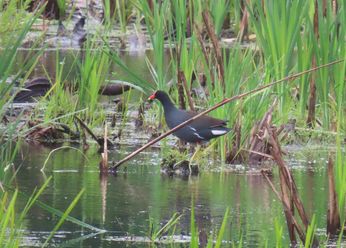 Common Gallinule - ML620232910