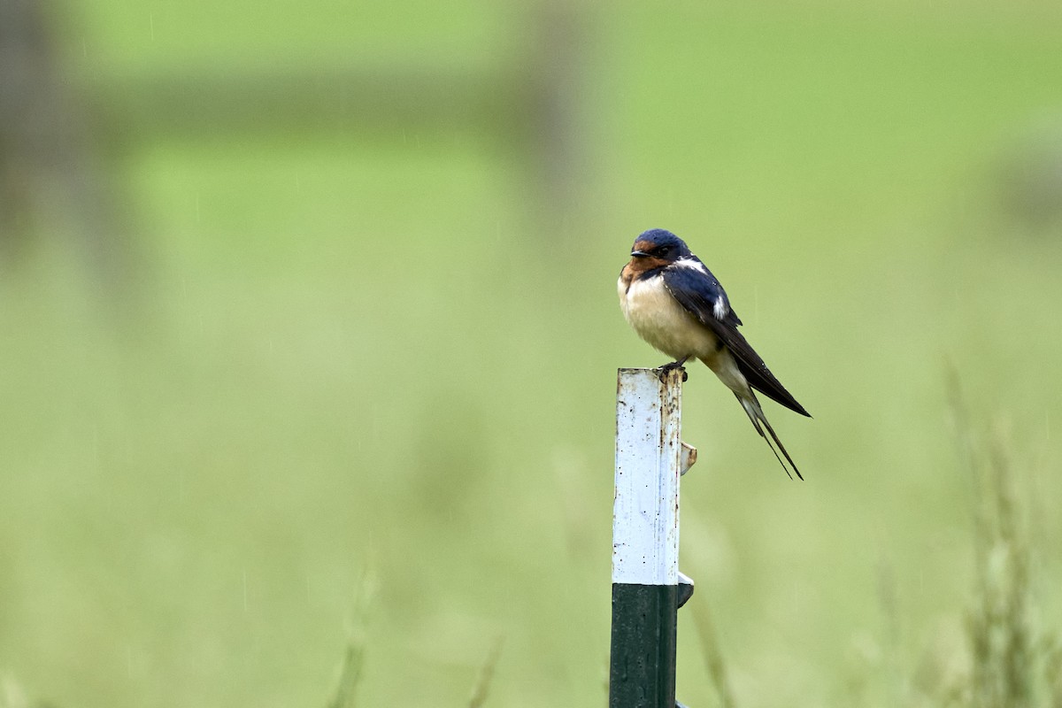 Barn Swallow (American) - ML620232919