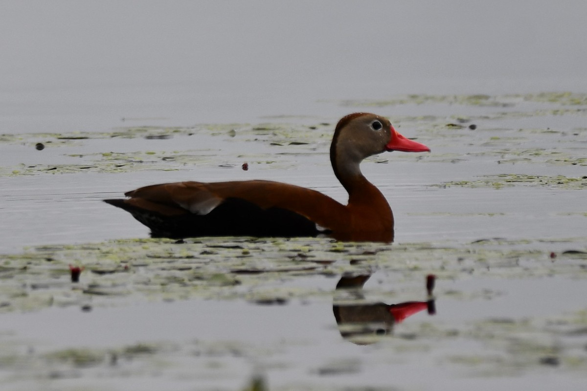 Black-bellied Whistling-Duck - ML620232920