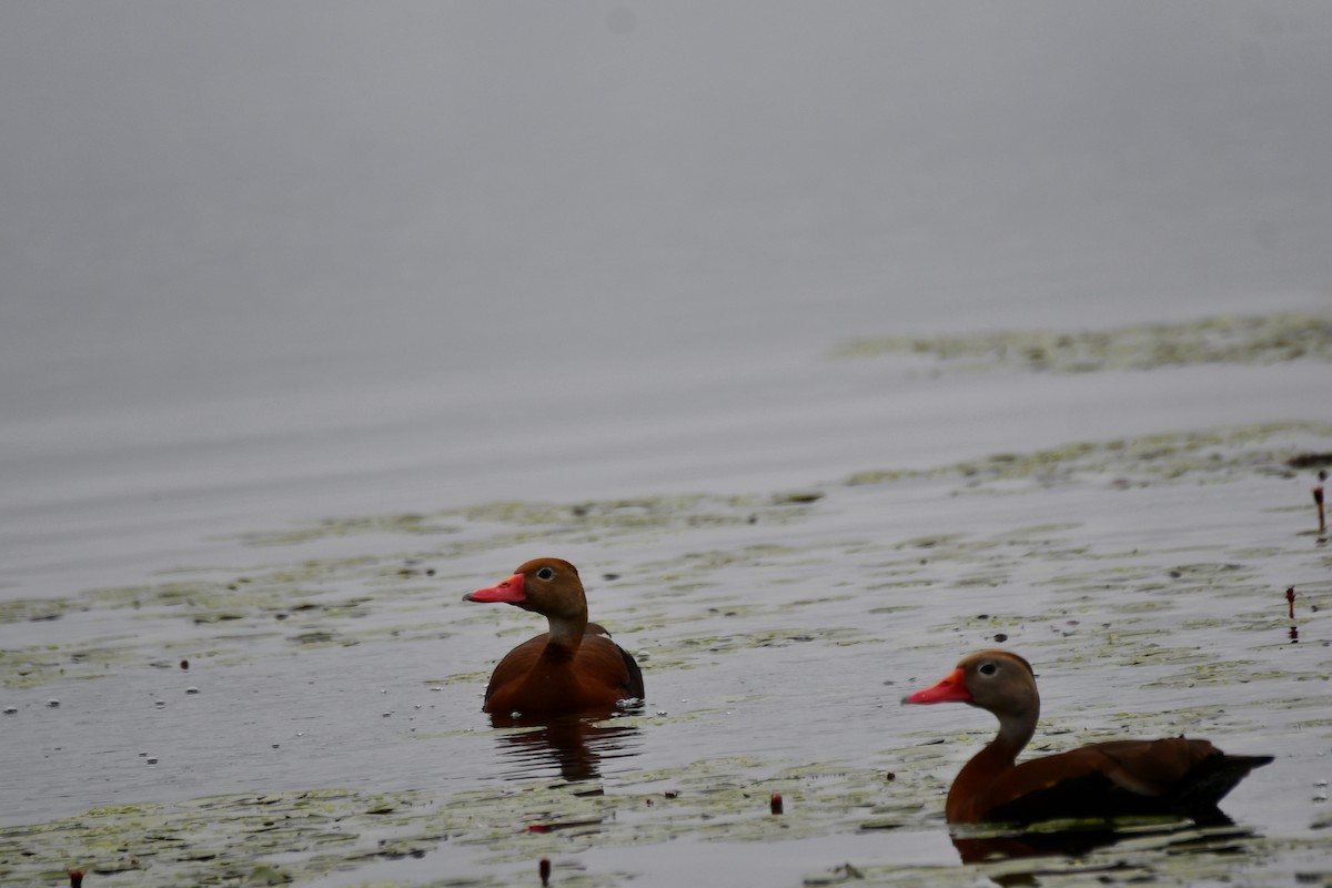 Black-bellied Whistling-Duck - ML620232921