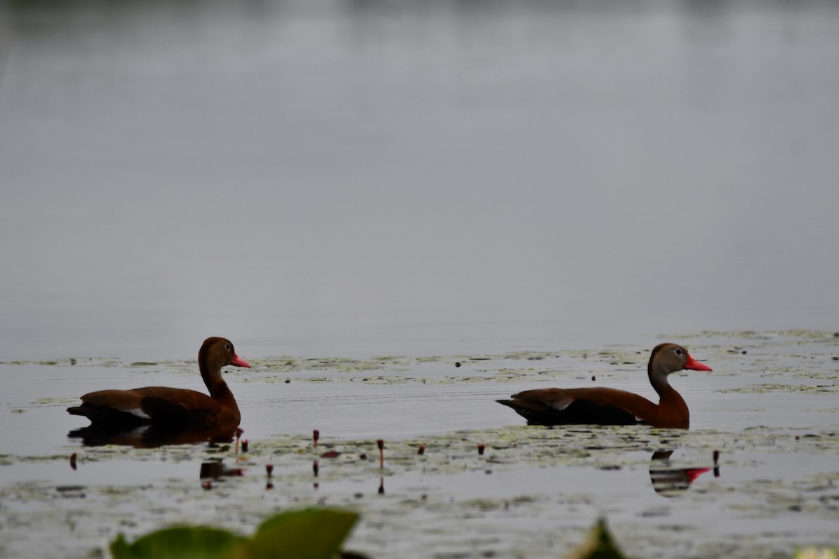 Black-bellied Whistling-Duck - ML620232931