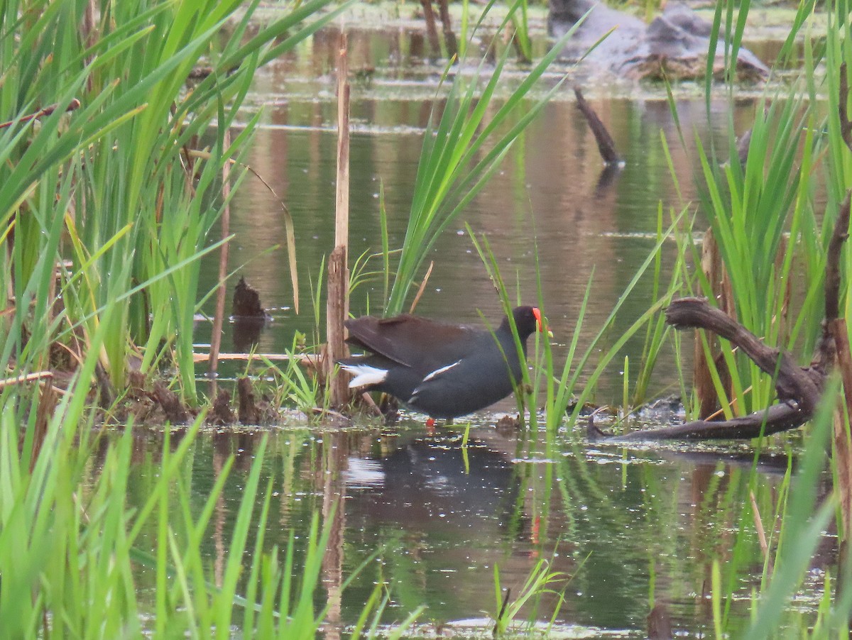 Common Gallinule - ML620232939