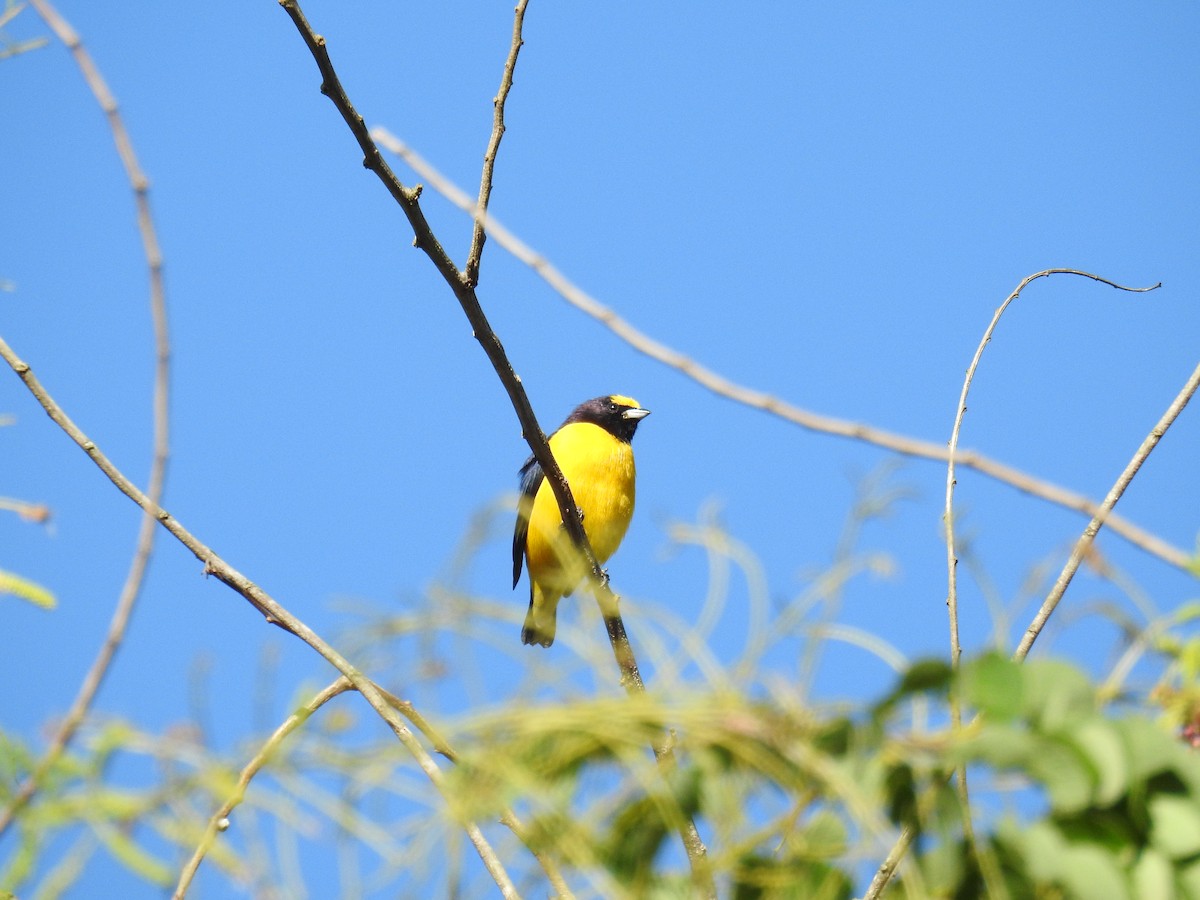 Purple-throated Euphonia - ML620232952