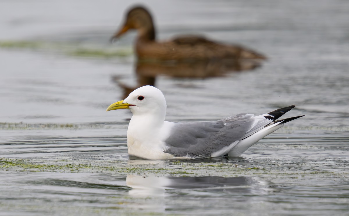 Mouette tridactyle - ML620232963