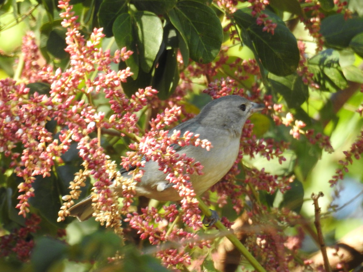 Sayaca Tanager - ML620232965