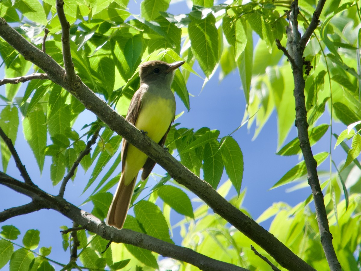 Great Crested Flycatcher - ML620232970