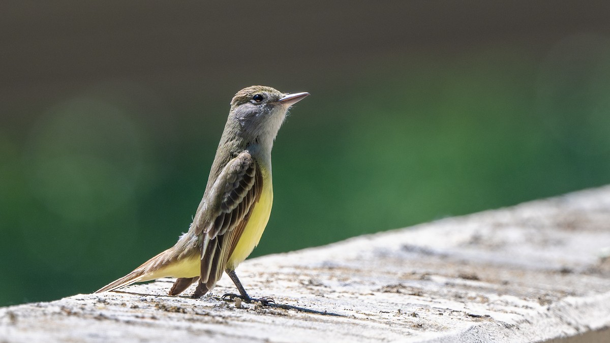 Great Crested Flycatcher - ML620232973