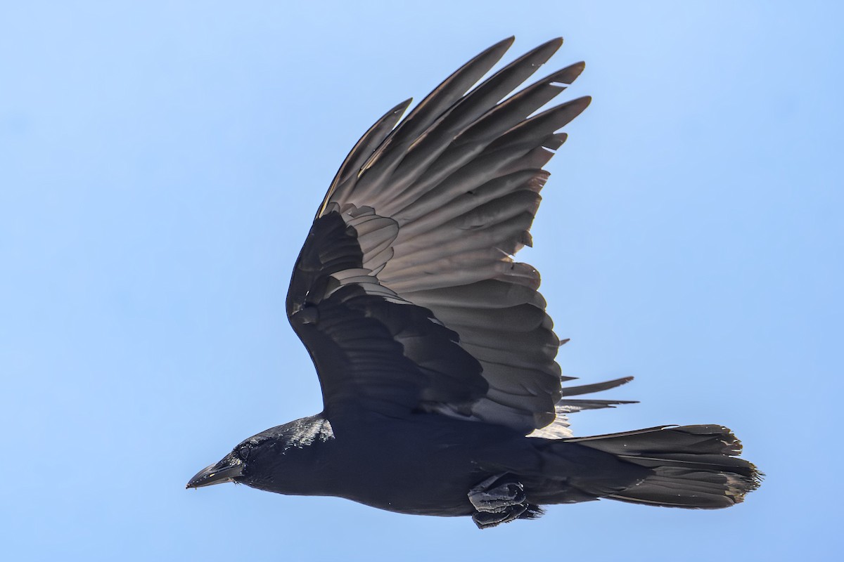 Fish Crow - ML620232986