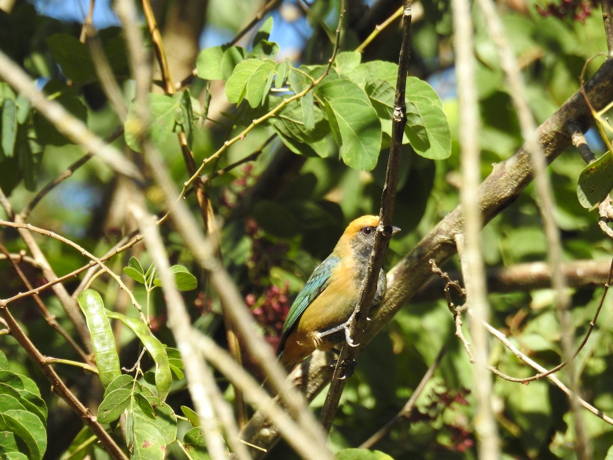 Burnished-buff Tanager - ML620232987