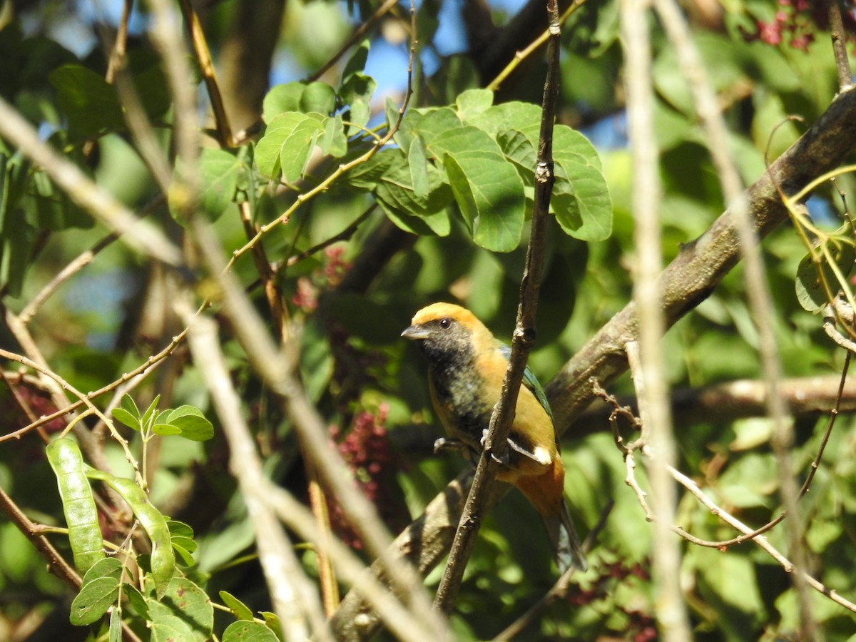 Burnished-buff Tanager - ML620232989