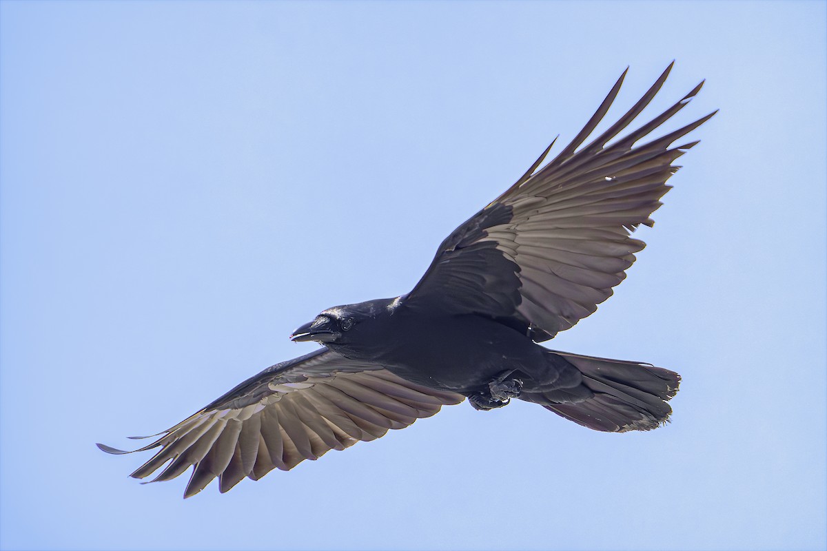 Fish Crow - ML620232990