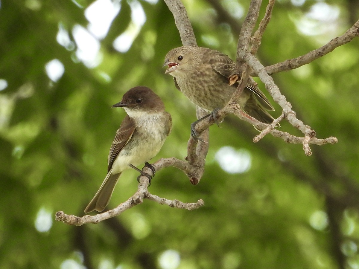 Brown-headed Cowbird - ML620233014