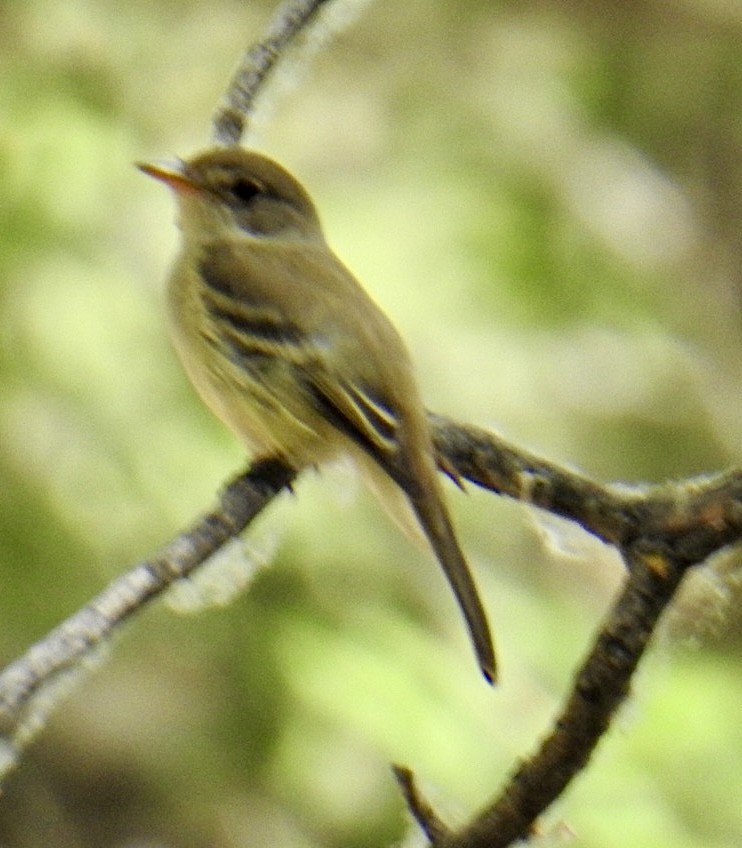 tyranovec vrbový (ssp. extimus) - ML620233020