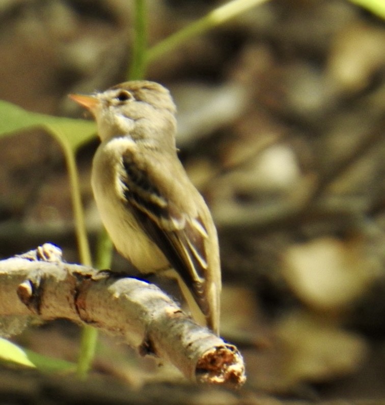 Willow Flycatcher (Southwestern) - ML620233022