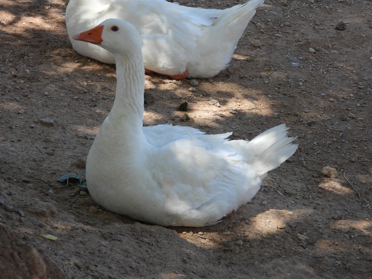 Graylag Goose (Domestic type) - ML620233026